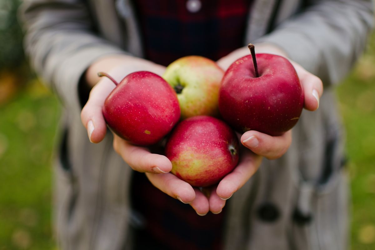 tips mengolah buah apel