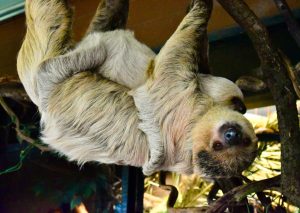 Sloth