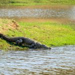 Memahami Buaya Lebih Dekat, Reptil Purba yang Penuh Kenyataan Menarik