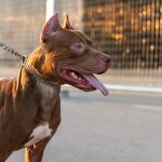 Anjing Pitbull yang Kokoh Setia serta Kerap Disalahpahami Banyak Orang